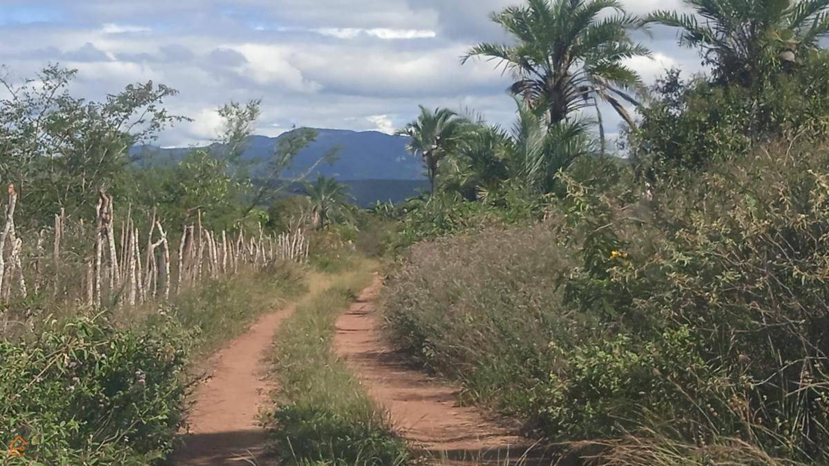 Fazenda 250 Hectares, Palmeiras, Escritura, 3 Km Da Br242, Ideal para Gado, Top!