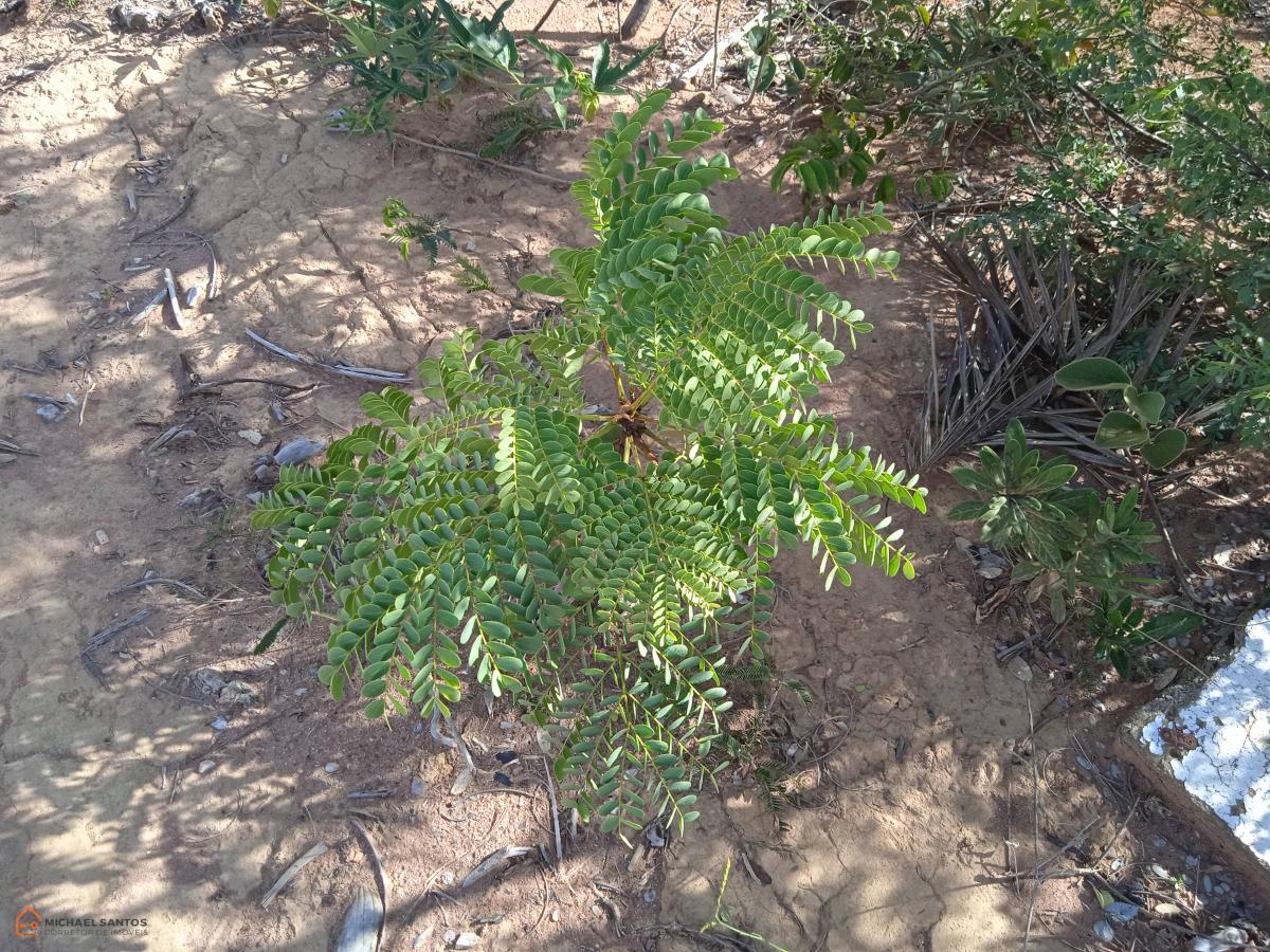 Terreno, Mucugê, Chapada Diamantina, 200m2, escriturado, vista exuberante, top!! - Michael o Corretor da Chapada