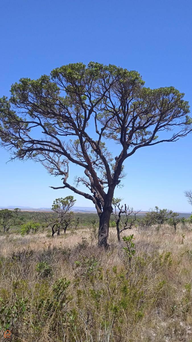 Vendo Área em Mucugê, Chapada Diamantina, Bahia, fazenda de 74 hectares, água abundante, aceito caminhonete como parte na permuta, oportunidade!!! - Michael o Corretor da Chapada